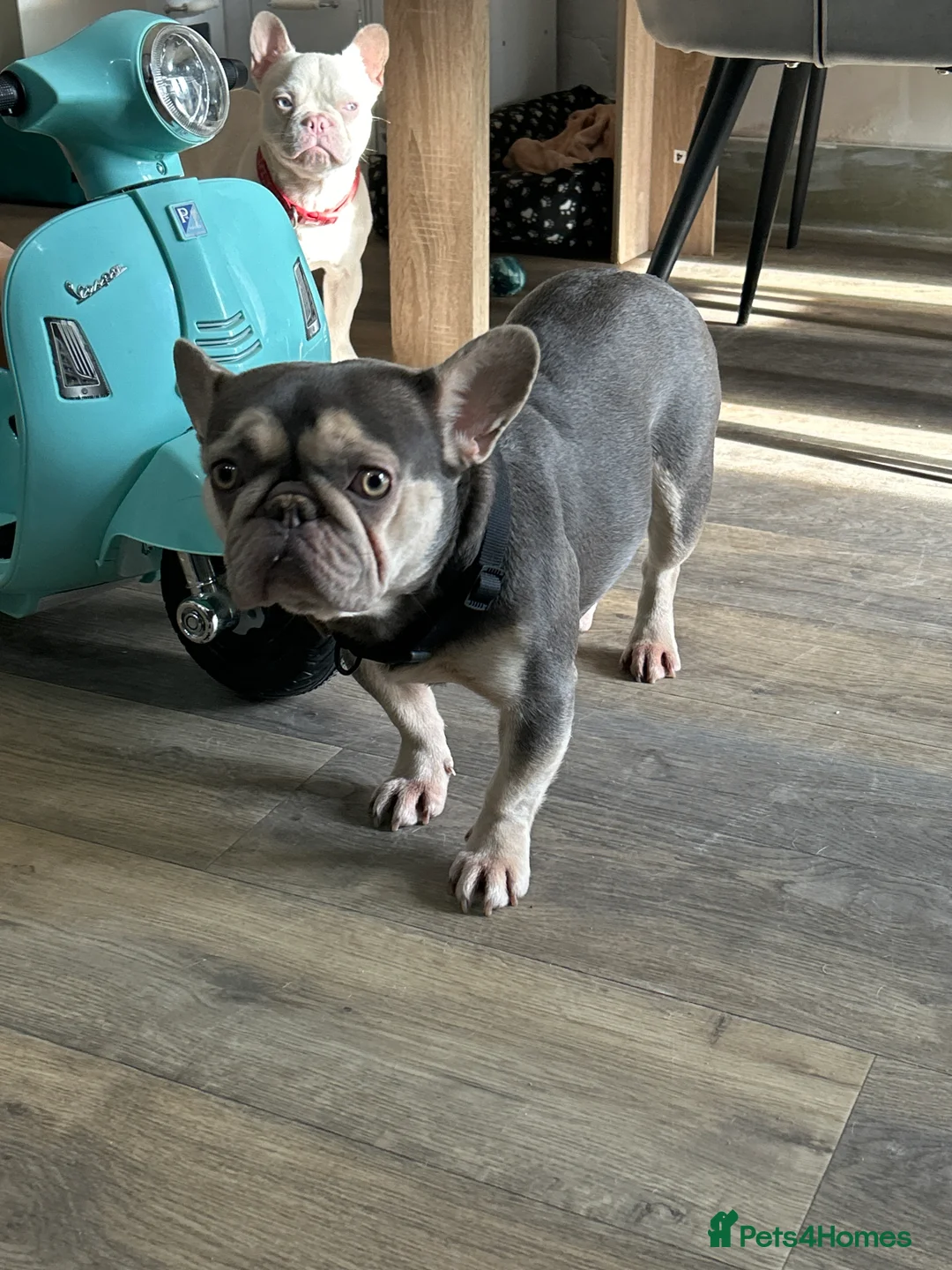 French Bulldog dogs for sale: Pink French bulldog male - Advert 6