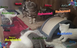 British Shorthair cats for sale: *READY*RARE PURE WHITE BSH TICA PEDIGREE KITTENS - Image 8