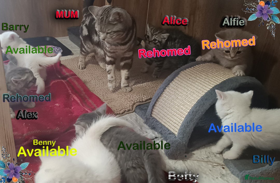 British Shorthair cats for sale: *READY*RARE PURE WHITE BSH TICA PEDIGREE KITTENS - Image 8