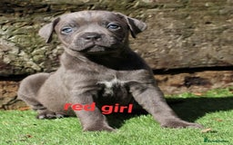 Cane Corso dogs for sale: Cane corso puppies ready to leave now - Image 14