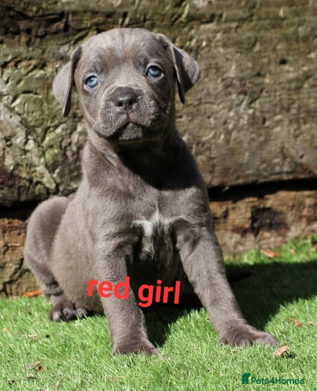 Cane Corso dogs for sale: Cane corso puppies ready to leave now - Image 14