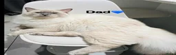 Ragdoll cats for sale: 🩷4 blue bi-colour ragdoll kittens left🩵 - Advert 7