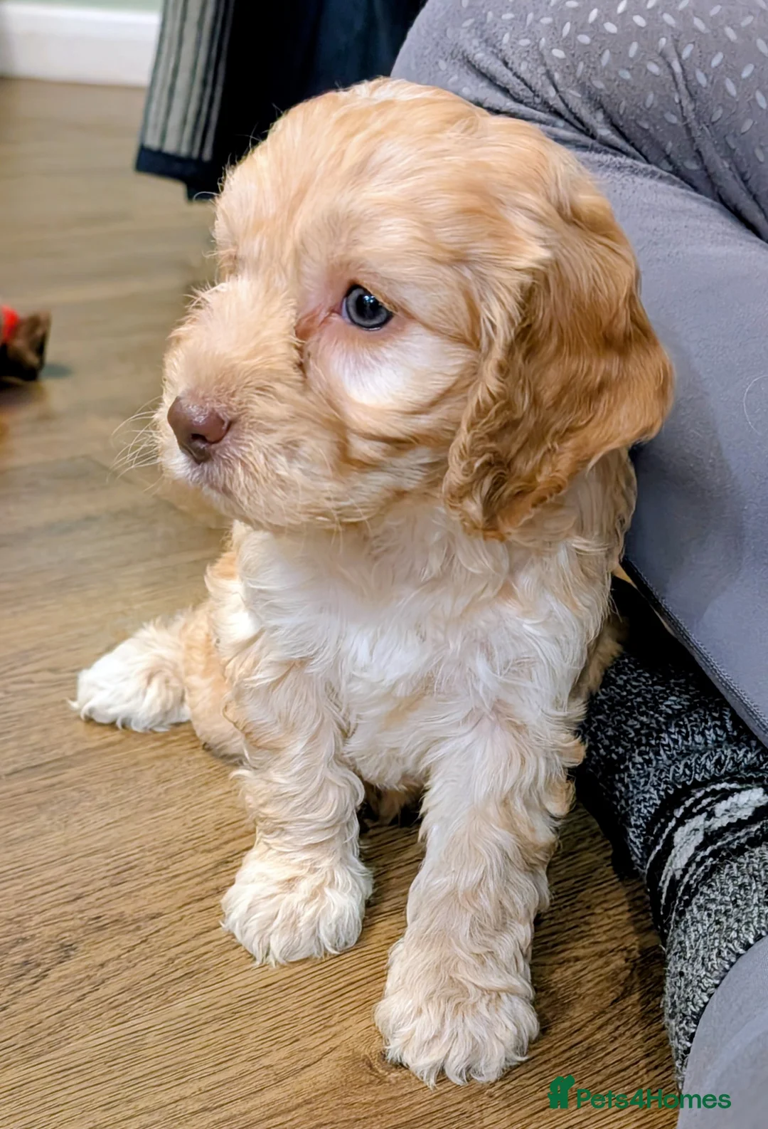 Cockapoo dogs for sale: Licensed breeder, health tested F1 cockapoo pups - Advert 11