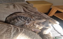 Mixed Breed cats for adoption: Hiyori & Ollie - beautiful pair - Image 5
