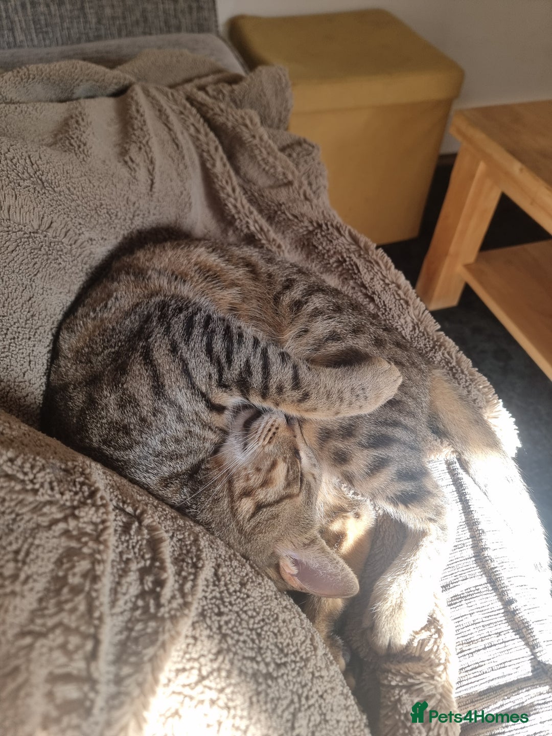 Mixed Breed cats for adoption: Hiyori & Ollie - beautiful pair - Image 5