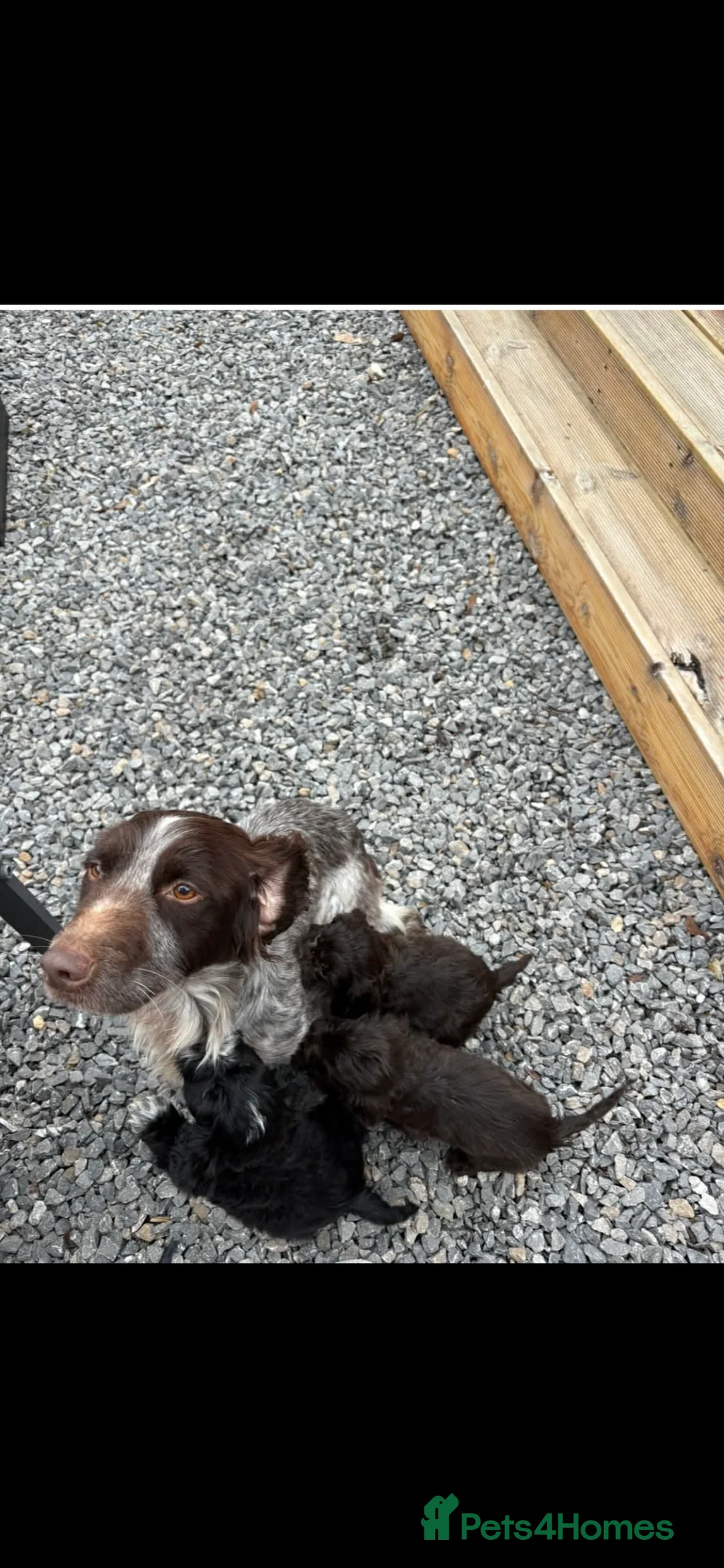 Cockapoo dogs for sale: Cockapoo pups  - Advert 2