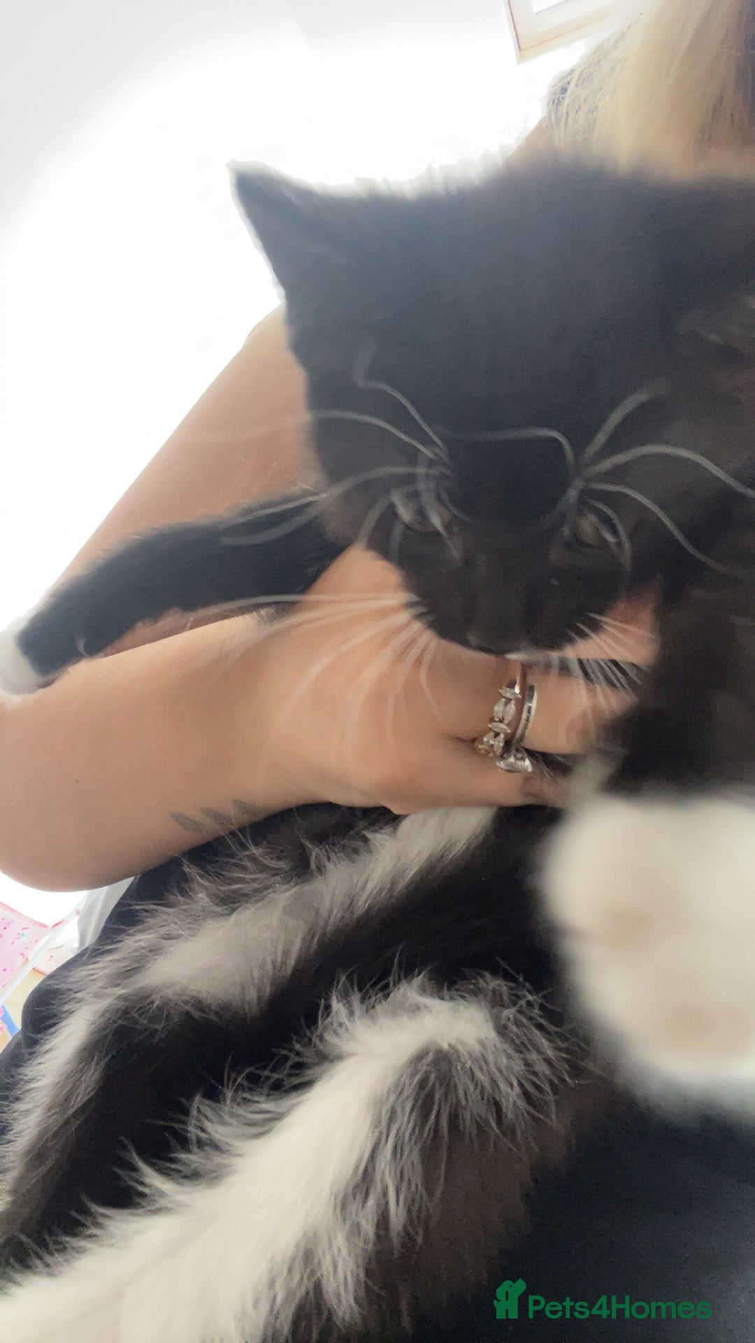 Mixed Breed cats for sale: 6 beautiful kittens - Image 2