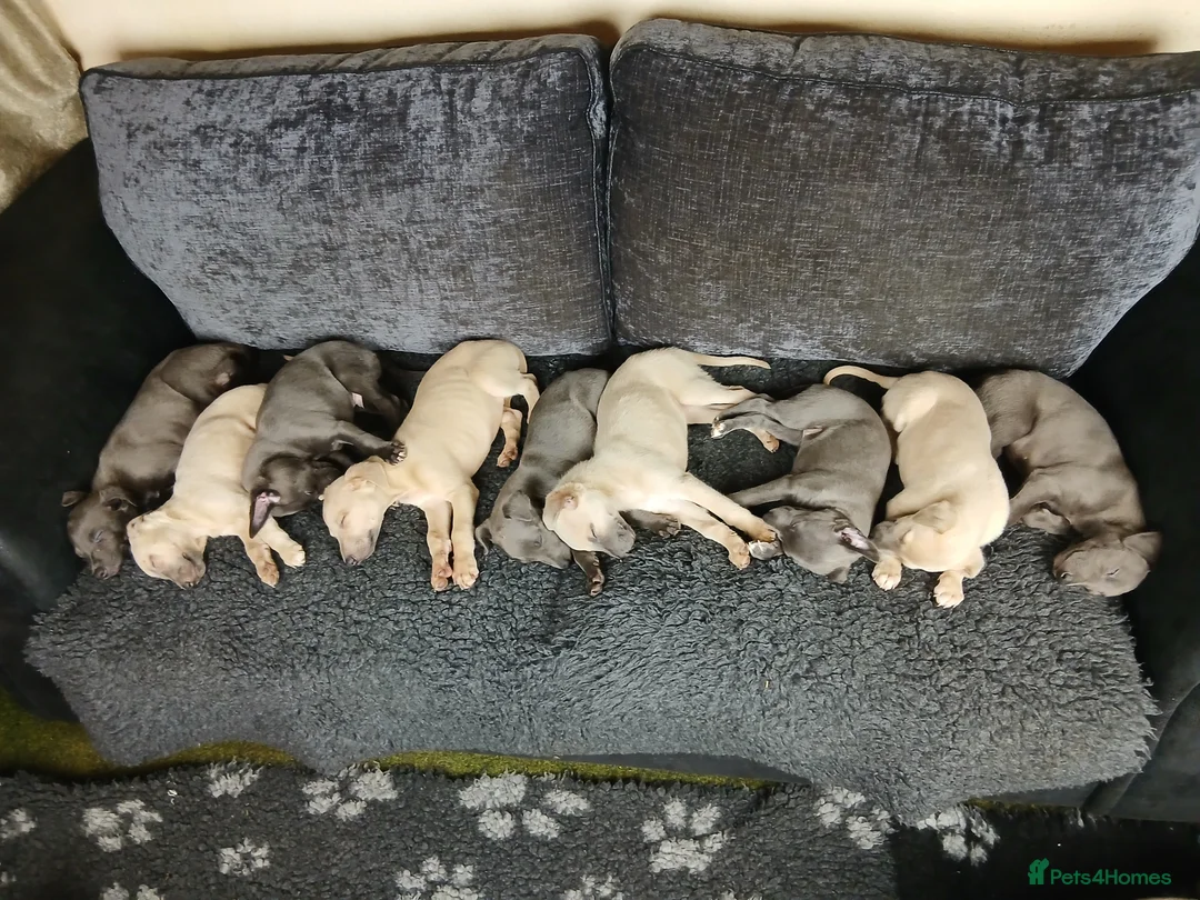 Whippet dogs for sale: Whippet Pups High Quality Crufts Winning Bloodline - Advert 1