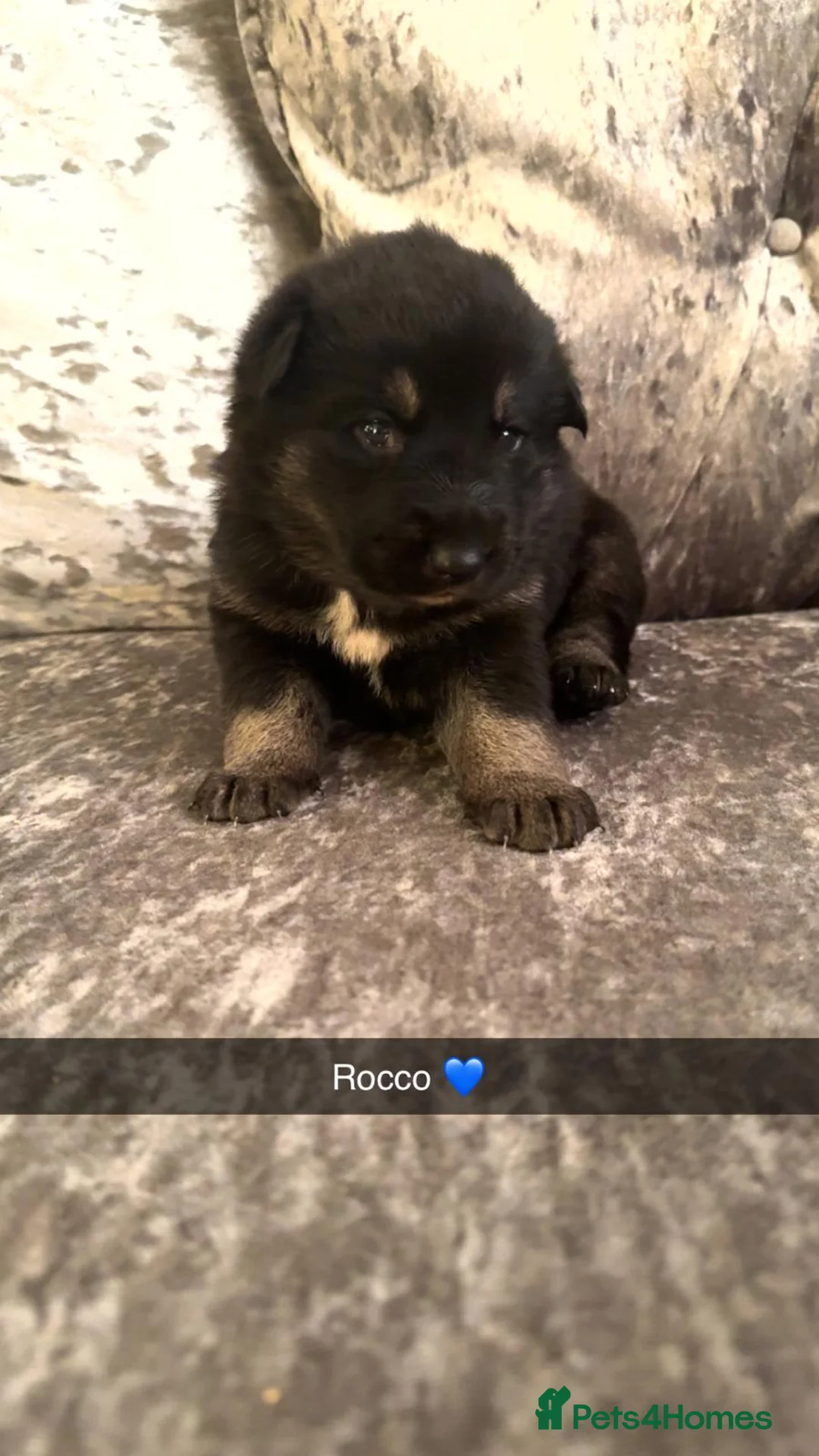 Shepsky dogs for sale: Shepsky puppies  - Advert 14