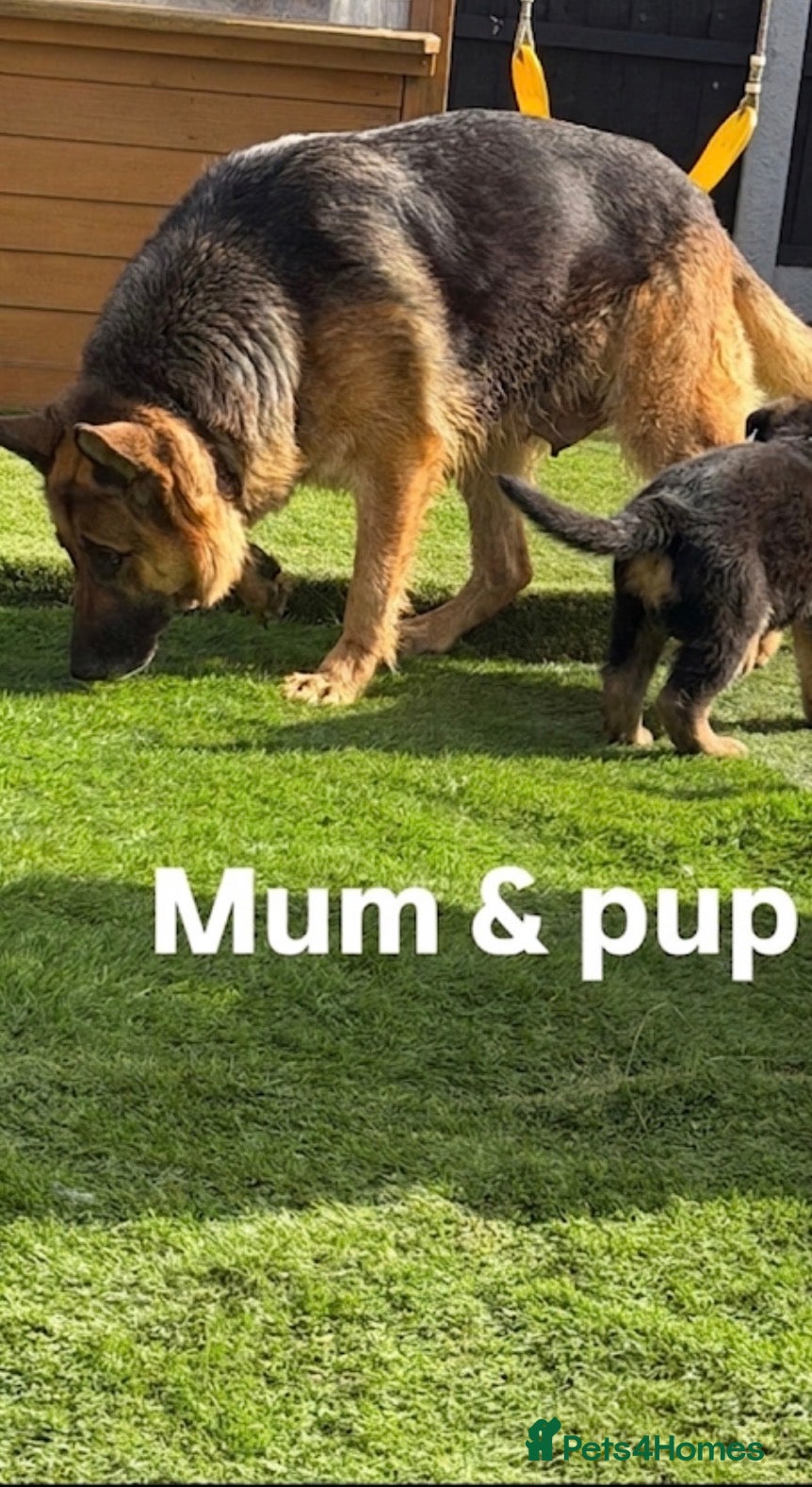 German Shepherd dogs 9-Week-Old Male GSD Puppy – Short Hair – - Advert 1