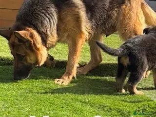 German Shepherd dogs 9-Week-Old Male GSD Puppy – Short Hair – - Advert 4