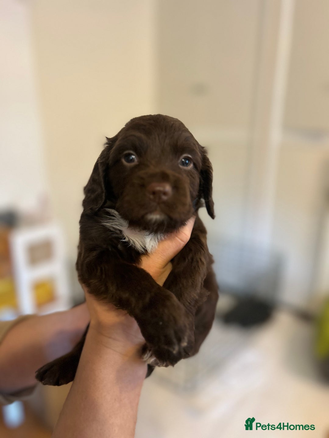 Sprocker dogs for sale: ** F1B SPROCKERS ** - Advert 4