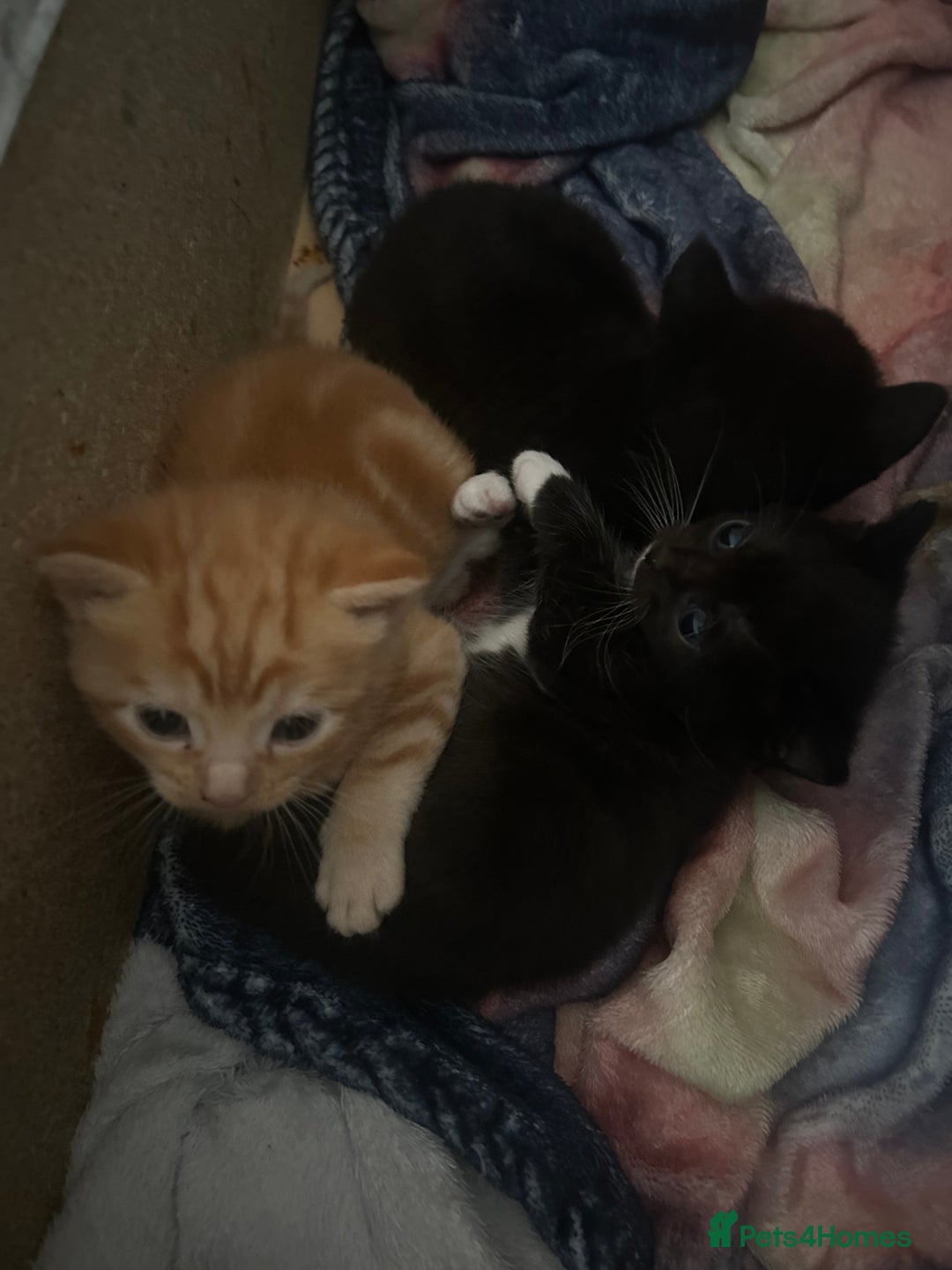 Mixed Breed cats for sale: Mixed breed tabby kittens  - Image 1