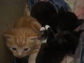 Mixed Breed cats - Advert 12