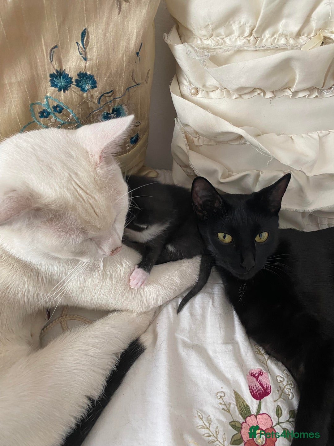 Domestic Shorthair cats for sale: 🚨 2 KITTENS FOR SALE  - Image 2