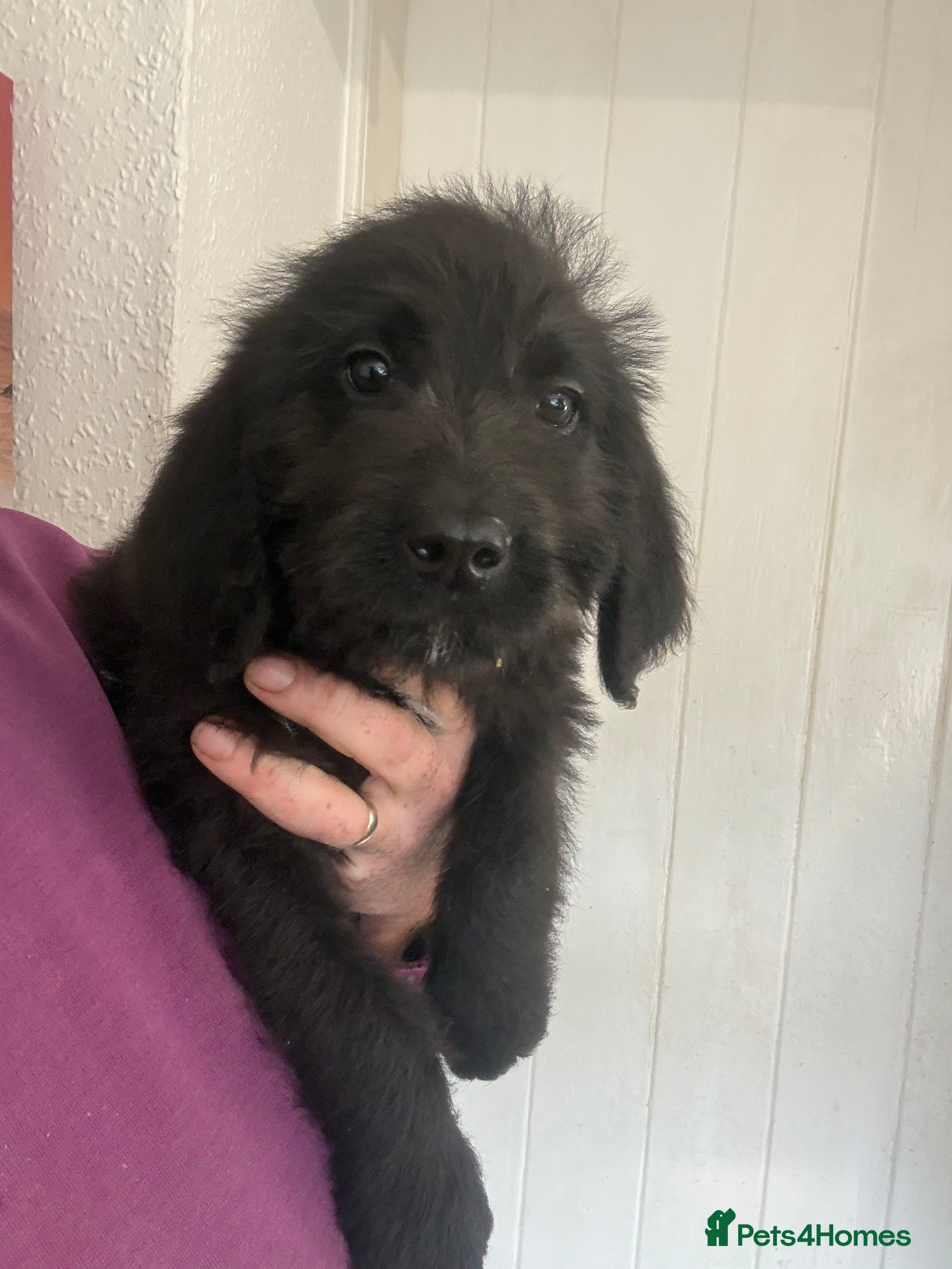 Mixed Breed dogs F1 Saint Berdoodle Pups Ready Now - Advert 2