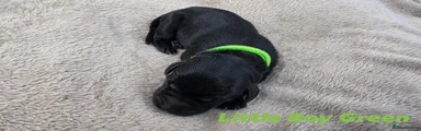 Little Boy Green