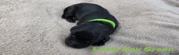 Labrador Retriever dogs for sale: KC Registered Labrador Pups  - Advert 14