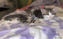 British Shorthair cats for sale: Silver grey tabby cats - Image 6