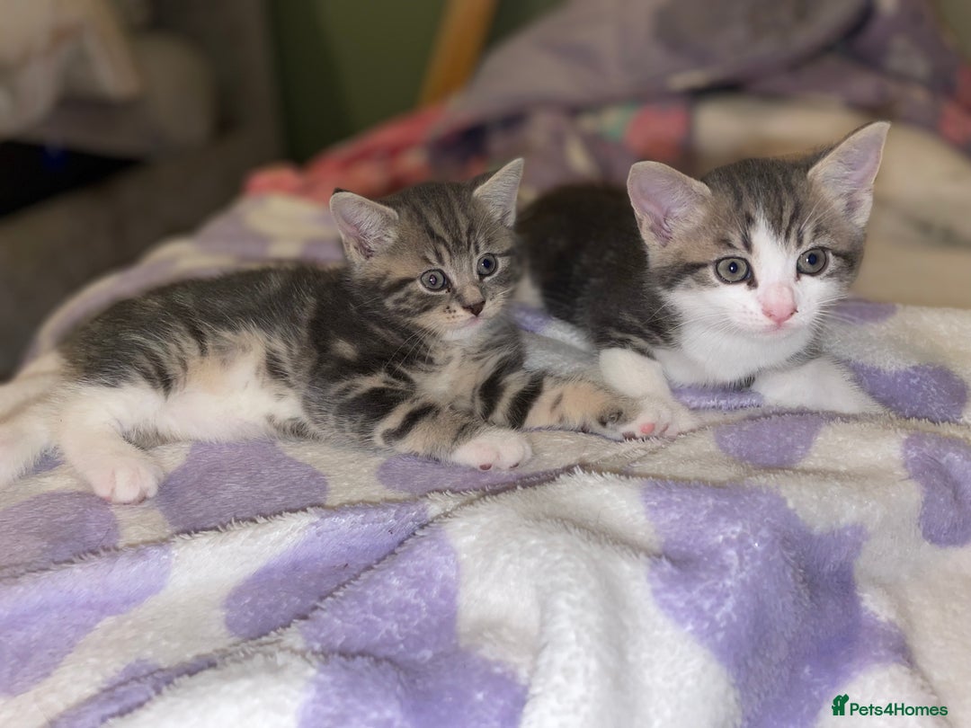British Shorthair cats for sale: Silver grey tabby cats - Image 6