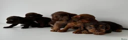 Mixed Breed dogs for sale: 5 Beautiful Chocolate brown & Tan Puppies  in Egham - Advert 6