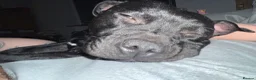 Staffordshire Bull Terrier dogs for sale: KC Registered Staffordshire Bull Terrier Puppies - Advert 14