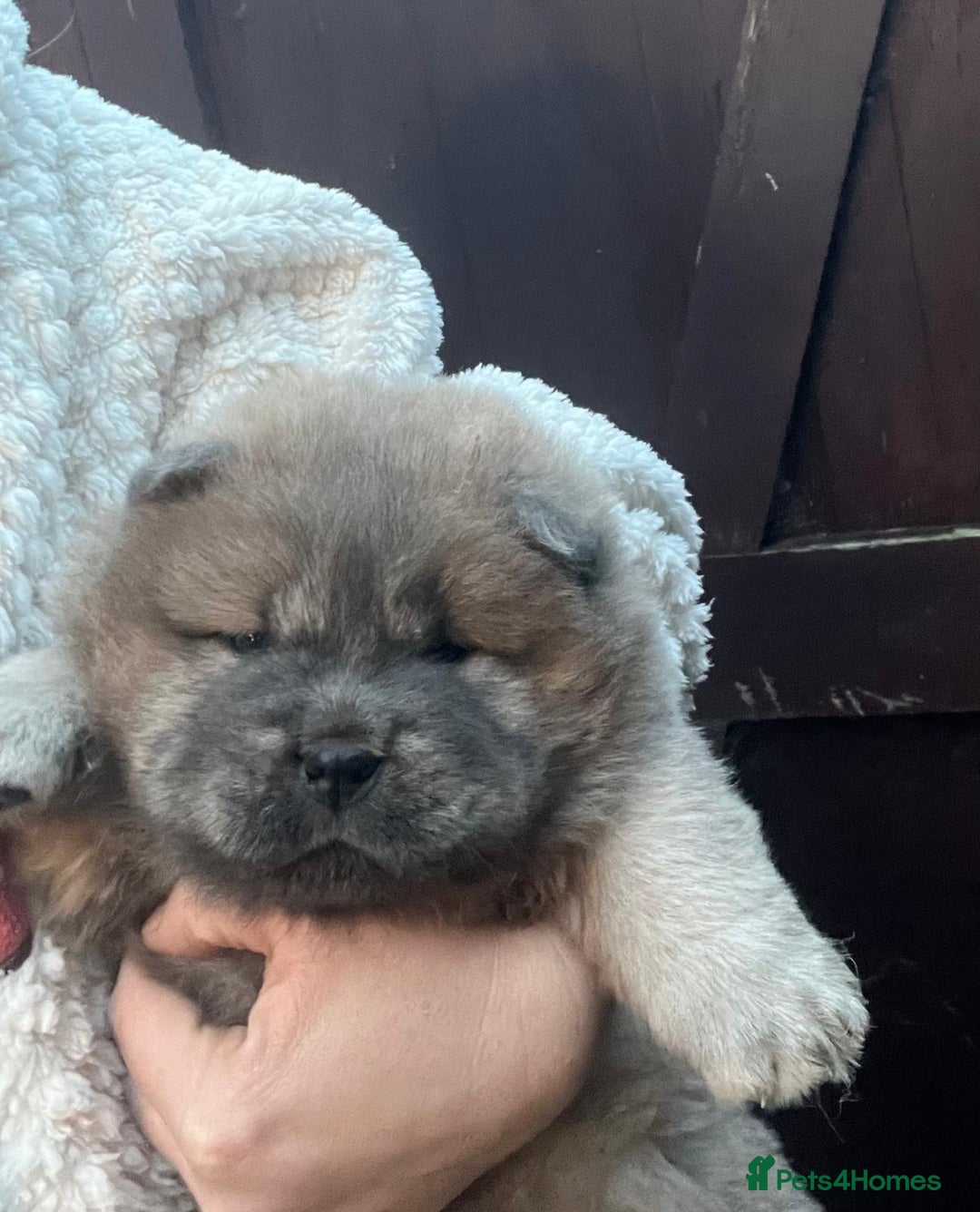 Chow Chow dogs for sale: Gorgeous Chow Chow Puppies Raised in a loving Home - Advert 6