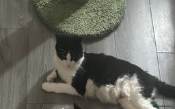 British Longhair cats for sale: Poppy (female) - Image 3