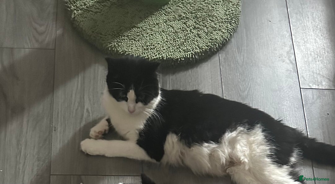 British Longhair cats for sale: Poppy (female) - Image 3