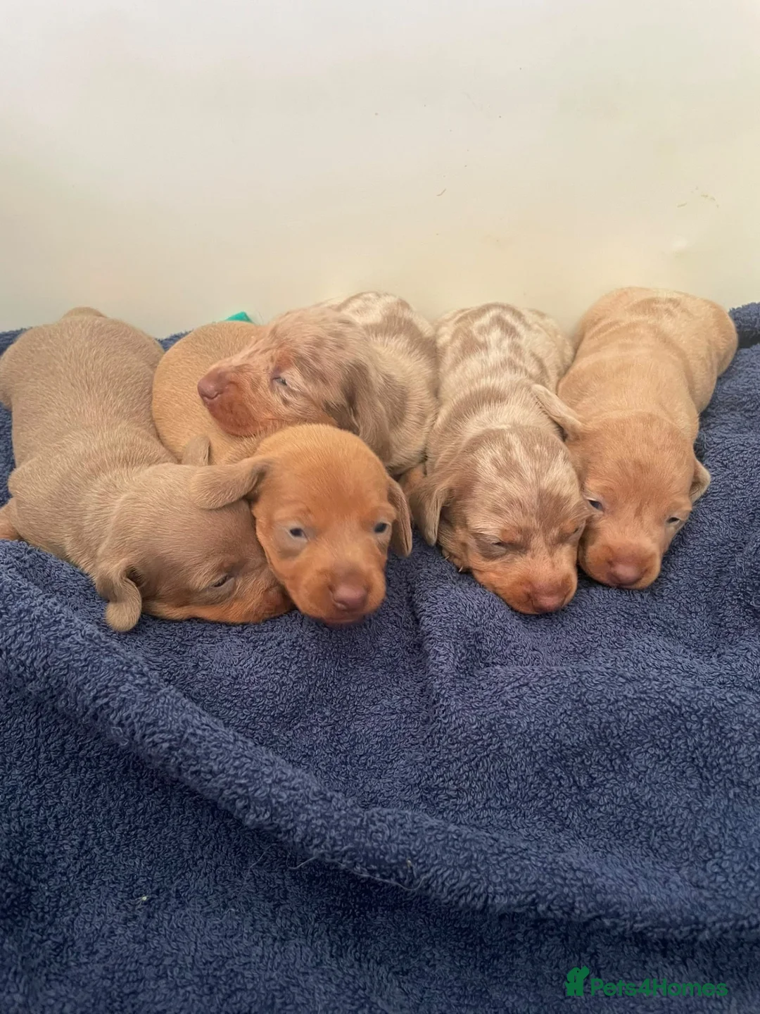 Dachshund dogs for sale: 1 Isabella boy & 1 fawn girl for sale  - Advert 12
