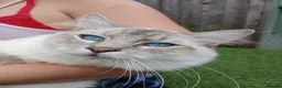 Ragdoll cats for sale: Beautiful Ragdoll male - Advert 3