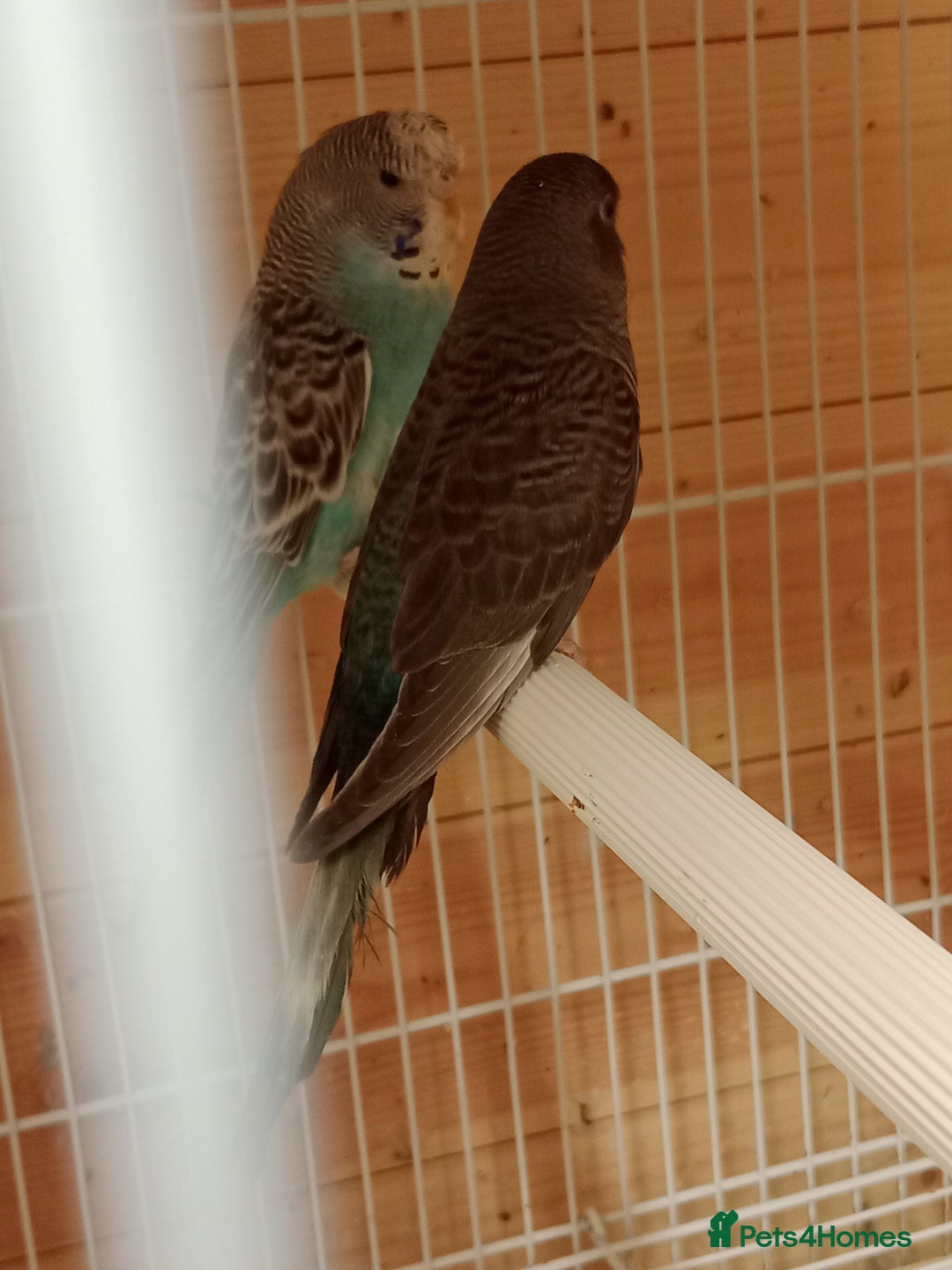 Budgerigars birds for sale: Rare black face  b/wing melanistic spgle for sale  - Image 2