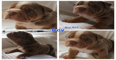 English Bulldog dogs - Advert 5