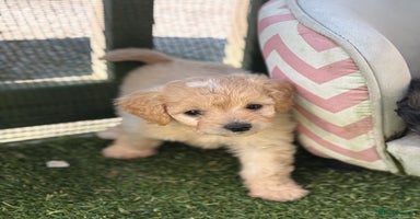 Mixed Breed dogs - Advert 3