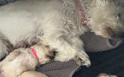 Mixed Breed dogs for sale: Westiepoo Pups For Sale - Image 11