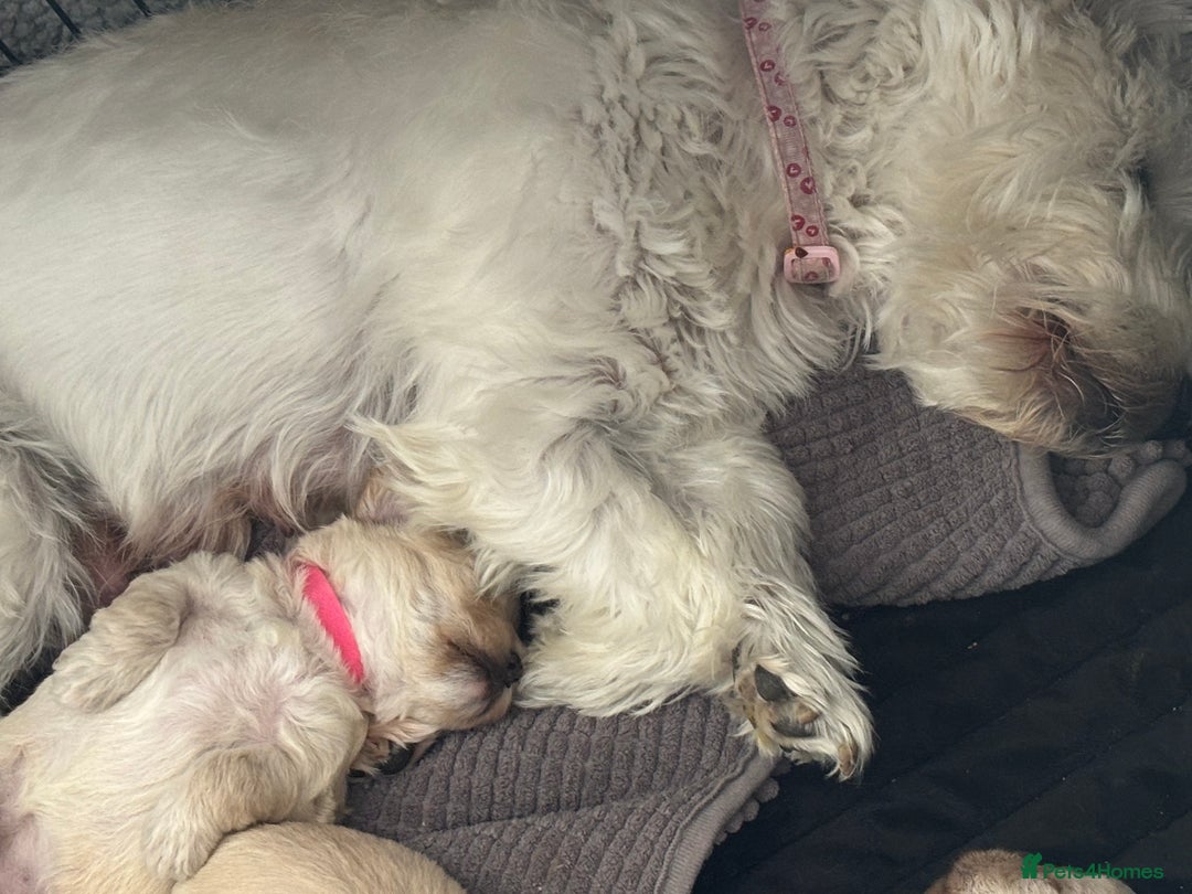 Mixed Breed dogs for sale: Westiepoo Pups For Sale - Image 11