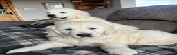 Golden Retriever dogs for sale: CHUNKY STRONG HEALTH TESTED PUPPIES  in Huddersfield - Advert 4