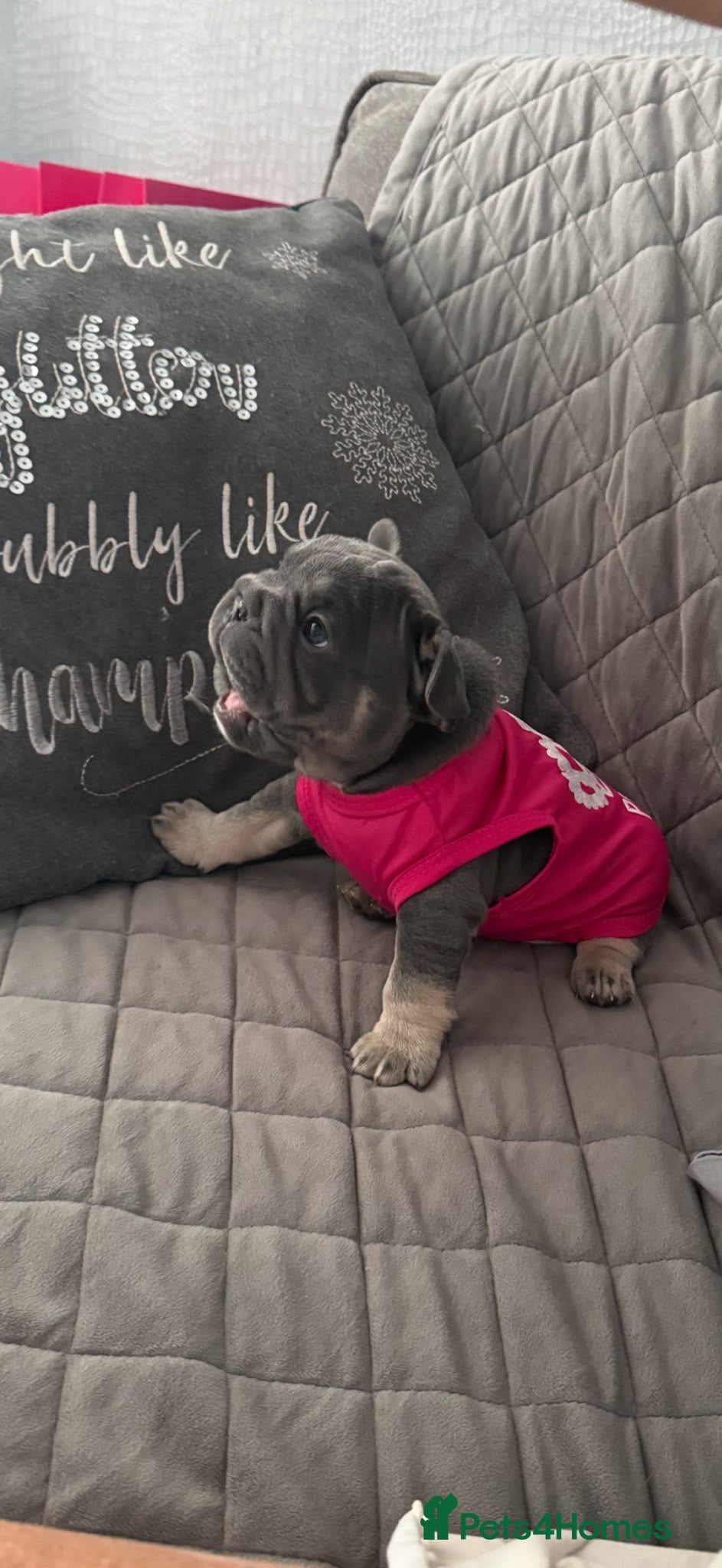 French Bulldog dogs  Beautiful French Bulldog Puppies from £1500 - Advert 2