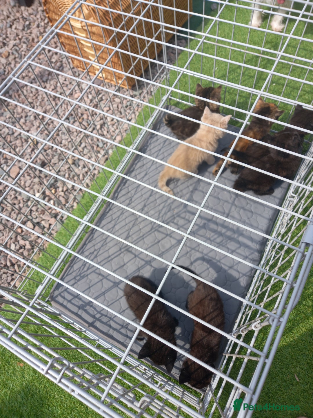 Mixed Breed cats for sale: Kittens for sale - Image 4