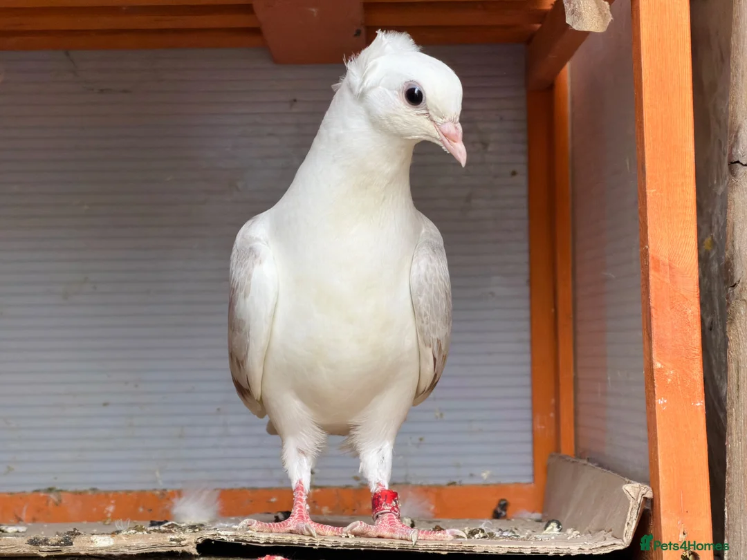 Mixed Breed birds for sale: Quality Pigeons for Sale 🕊️ - Advert 2