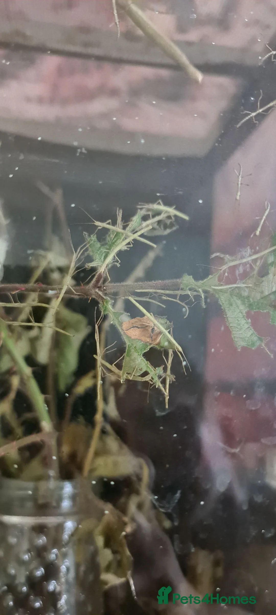 Stick Insects invertebrates for sale: Stick insects  in Mansfield - Advert 3