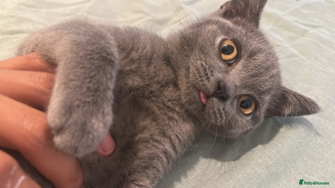 British Shorthair cats for sale: His name is Ares - Advert 1