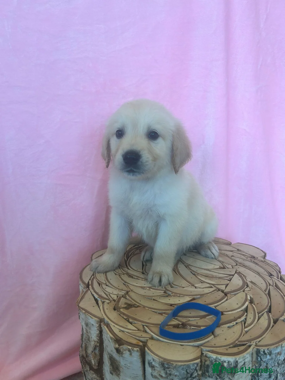 Golden Retriever dogs for stud: Extensively health tested show type kc reg in Bedford - Advert 20