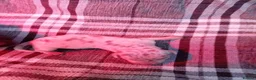 Miniature Dachshund dogs for sale: Miniature dashund puppies - Advert 11