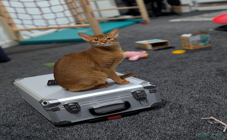 Abyssinian cats - Advert 11