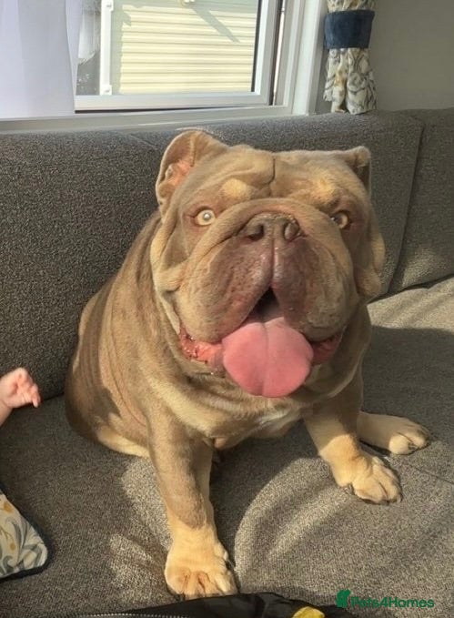 English Bulldog dogs Planet bulls bloodline🔥 English bulldog for stud  - Advert 2