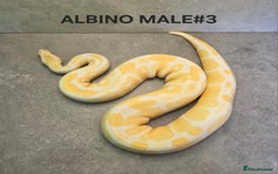 Python Snake reptiles for sale: Royal pythons - Image 10