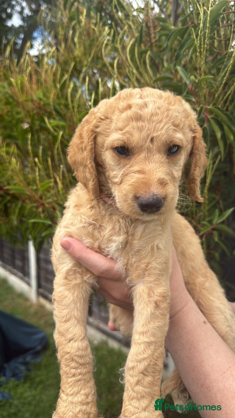 Labradoodle dogs 🐾 F1B Labradooles LAST PUP  🐾   - Advert 2