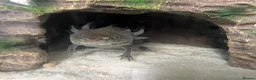 Other/Mixed Breed fish for sale: Beautiful Bellatrix the Axolotl  - Advert 3