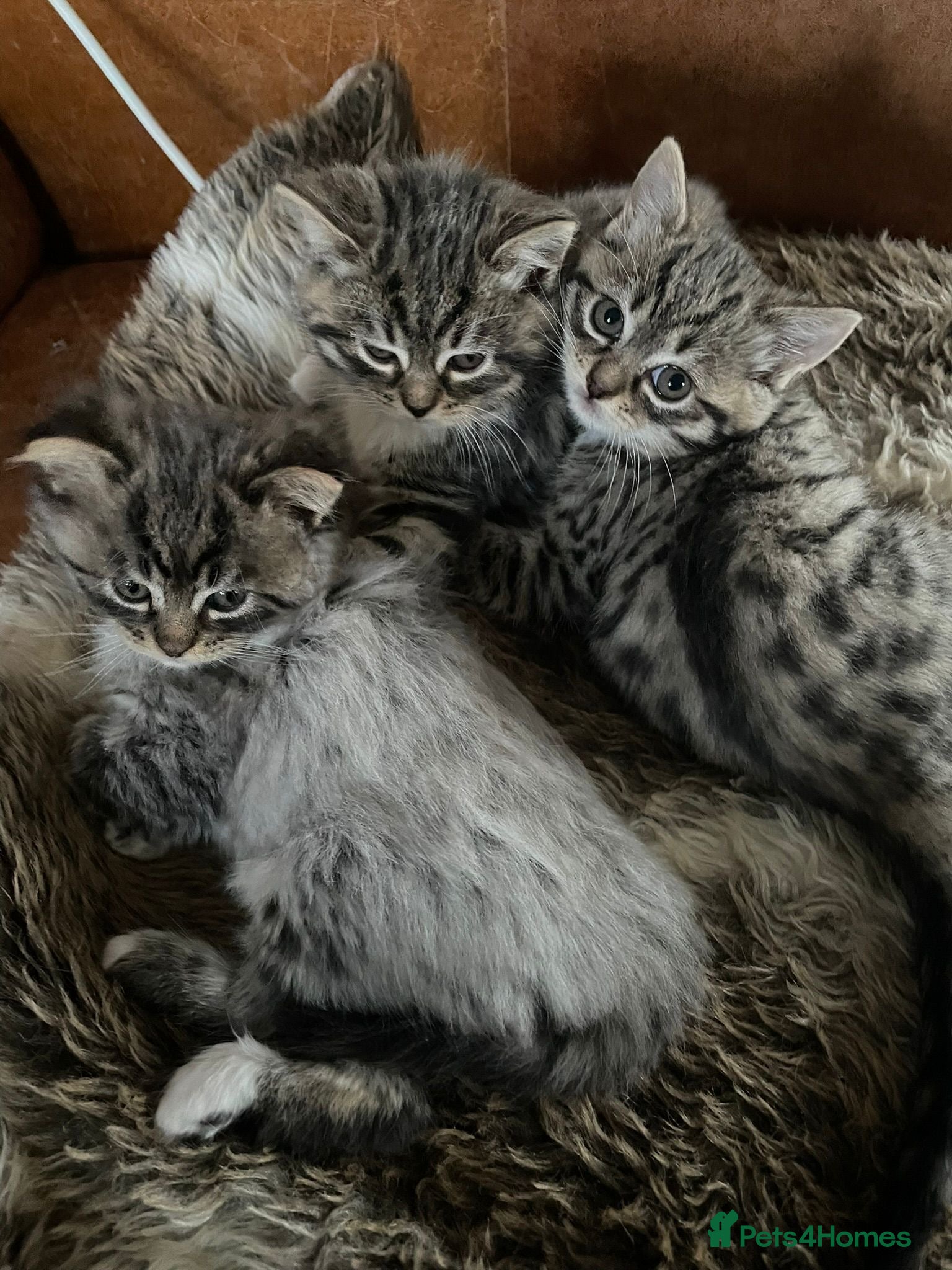 Mixed Breed cats Stunning Ragdoll / Bengal Mixed Kittens - Advert 4